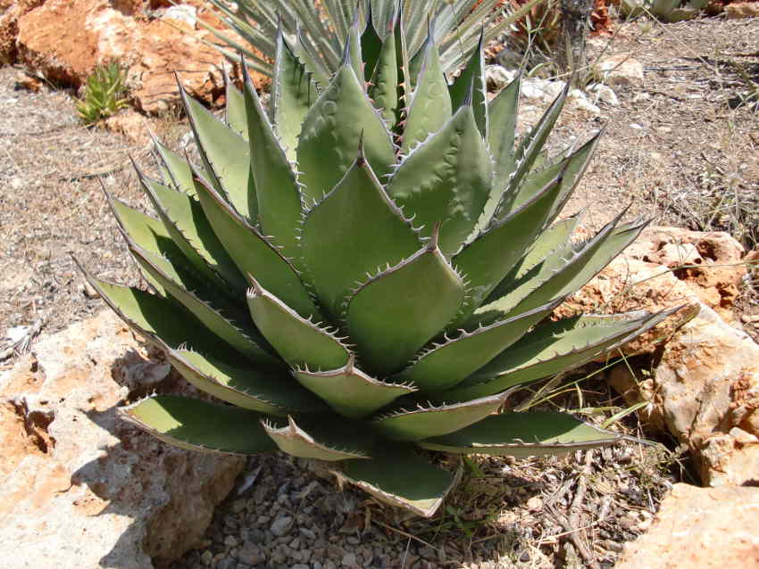 Frühjahr 2012 1283.jpg