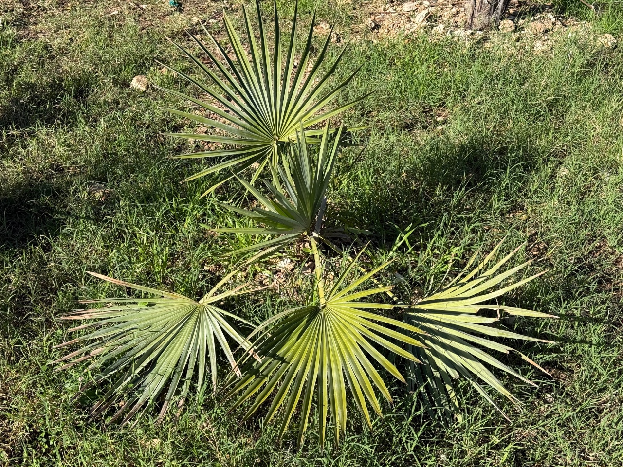 Brahea dulcis
