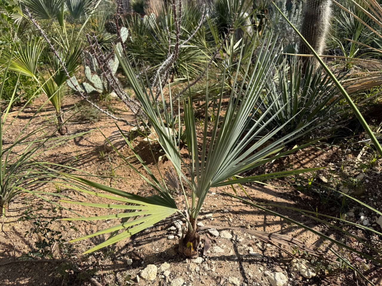 Brahea calcarea ‘Blue’