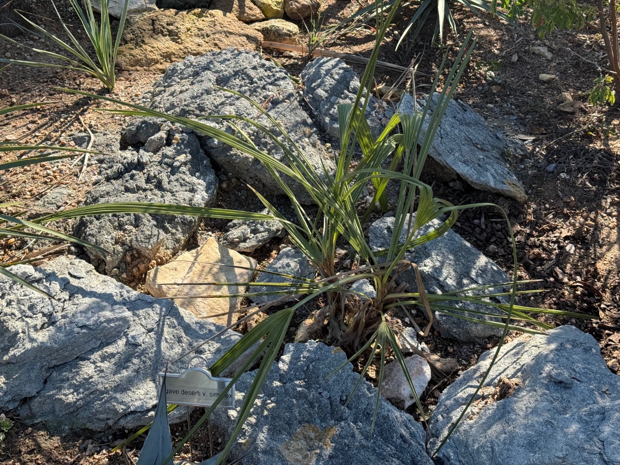 Trithrinax campestris