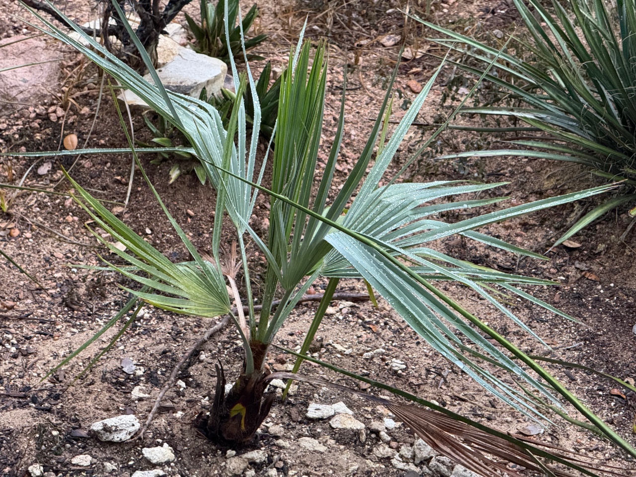 Brahea calcarea ‘blue’