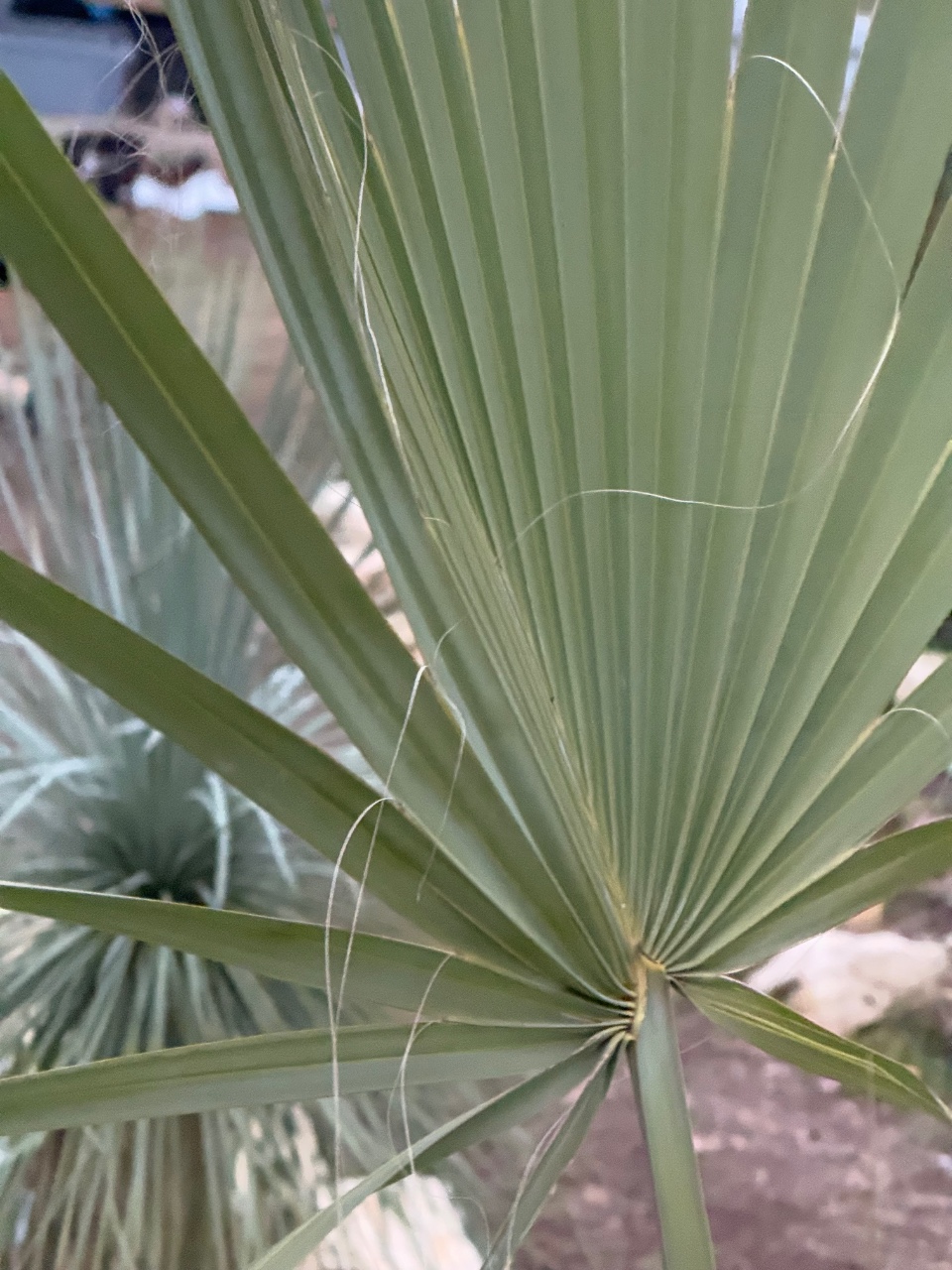 Sabal uresana green/grey