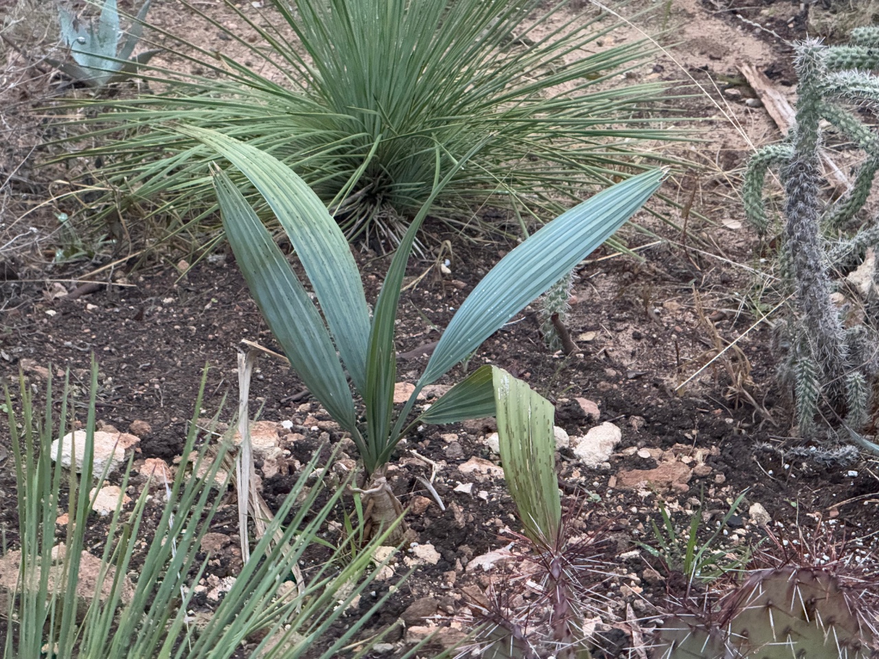 Sabal uresana ‘blue’