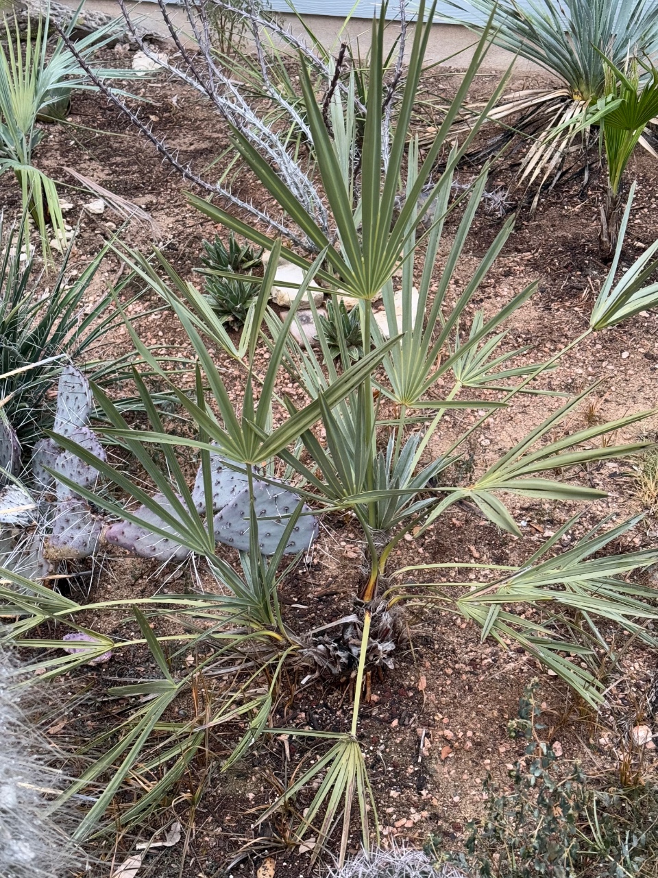 Trithrinax campestris