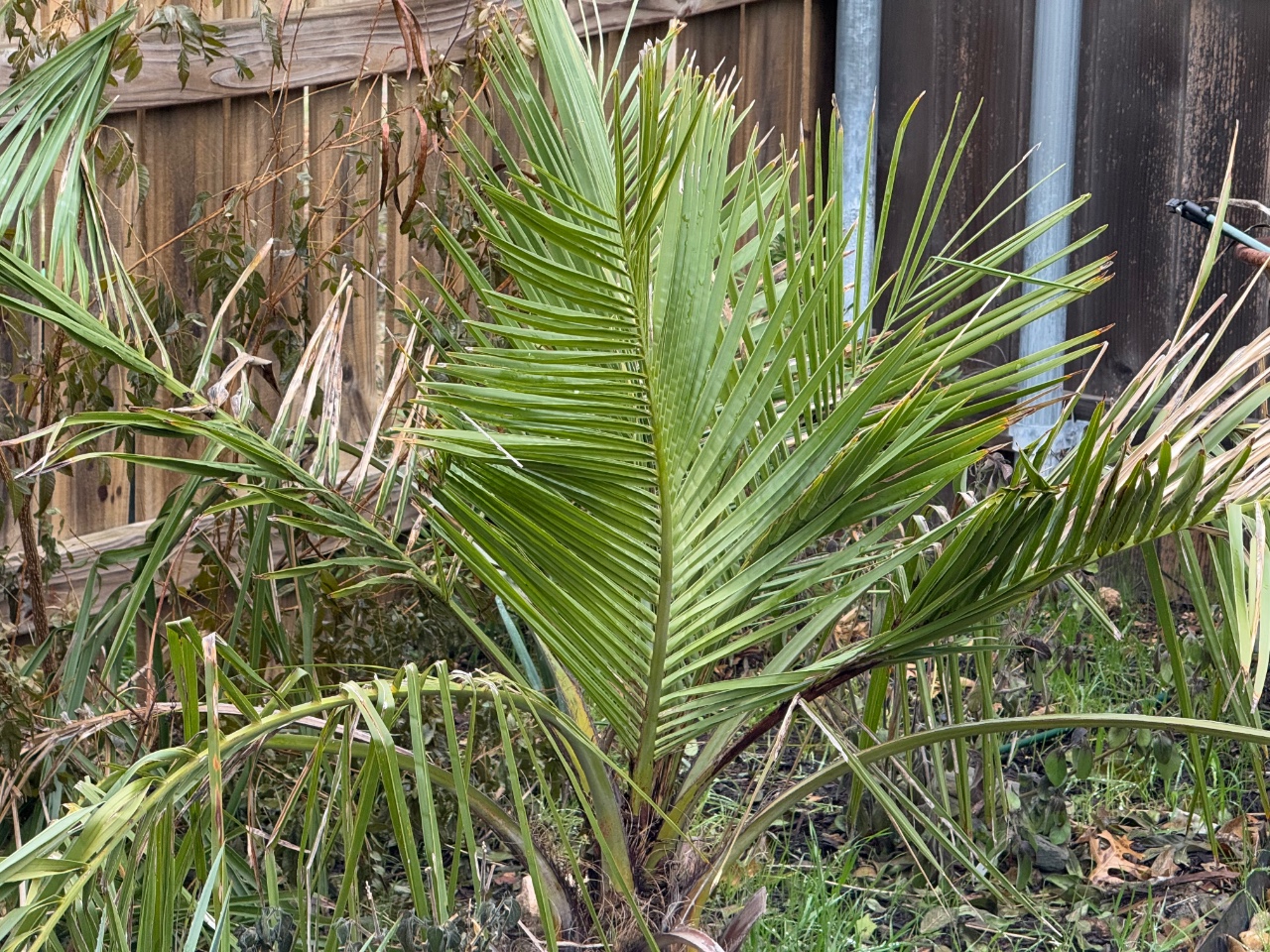 Jubaea chilensis