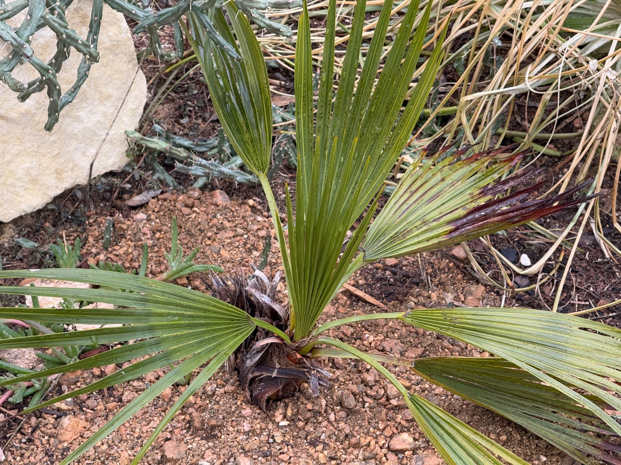 Brahea decumbens