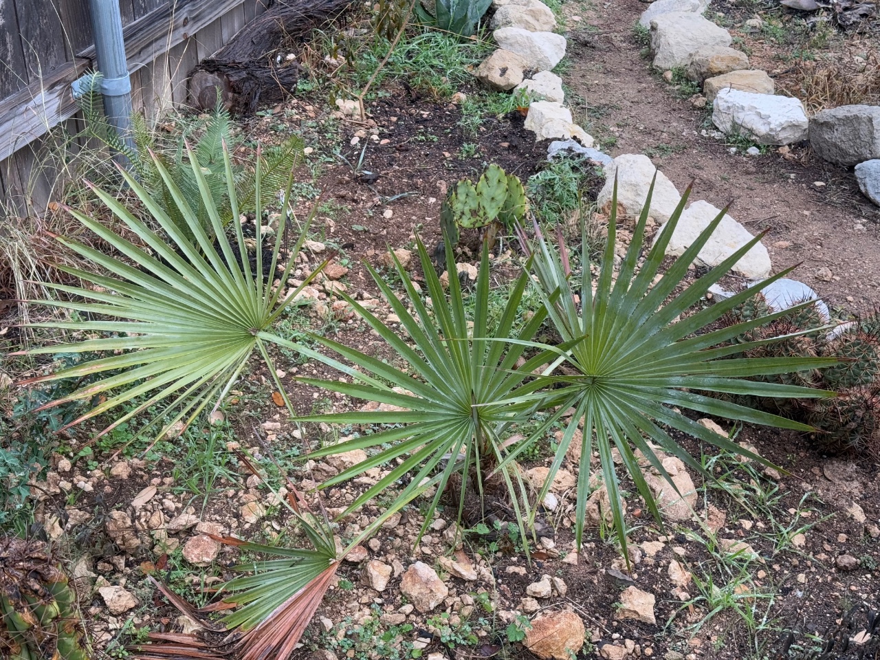 Brahea dulcis