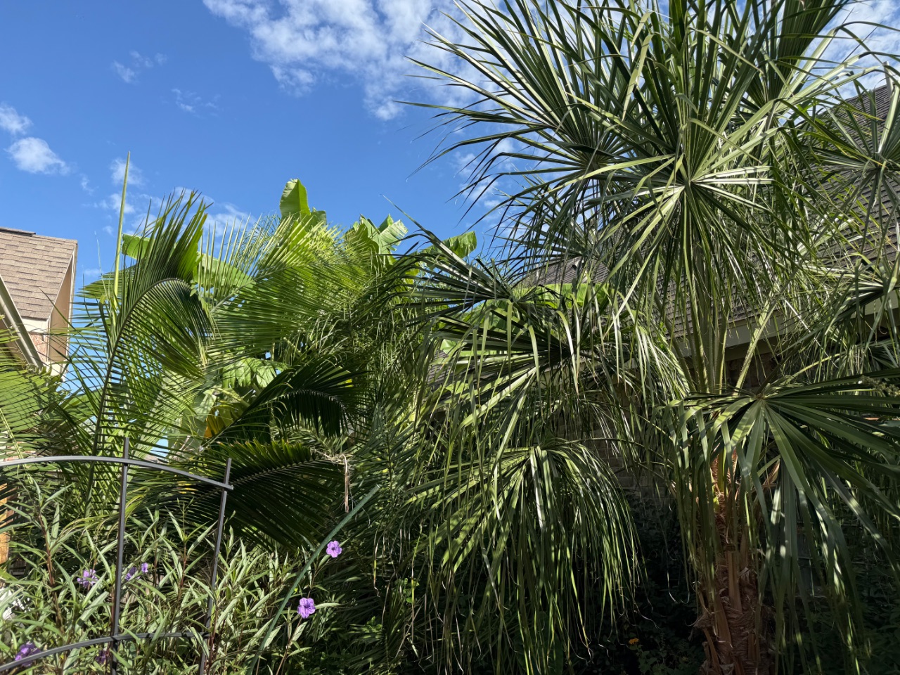 Ravenea rivularis, Livistona decora
