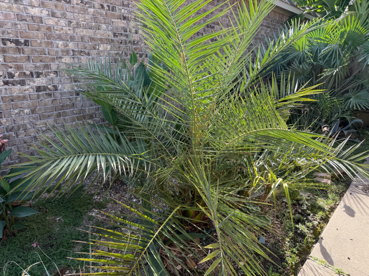 Phoenix theophrastii ‘Golkoy, Turkey’