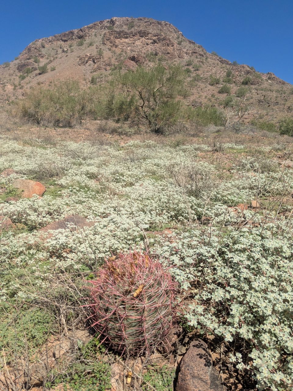 In field of Tidestromia lanuginosa