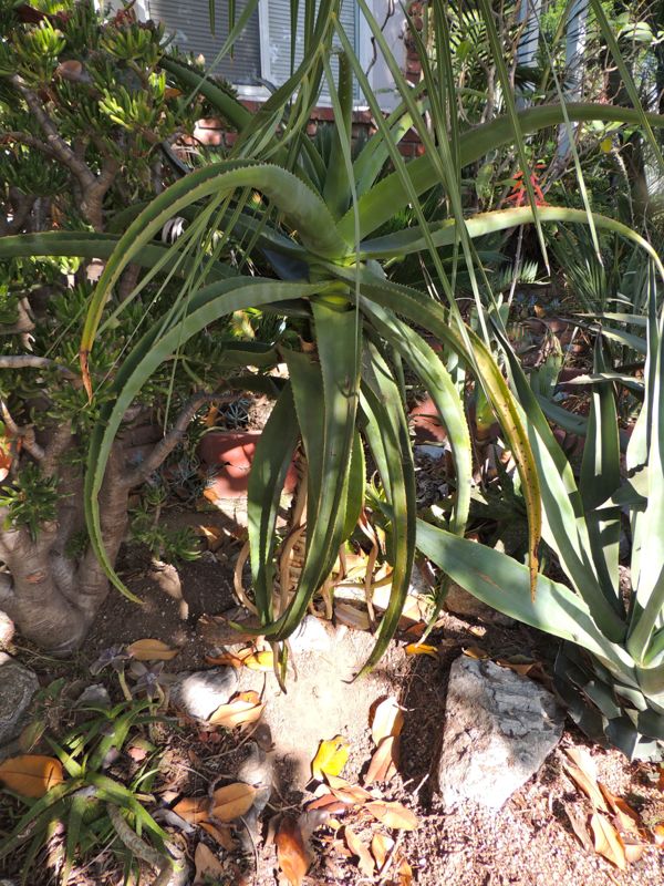 Aloe thraskii exposed 4-132.jpg