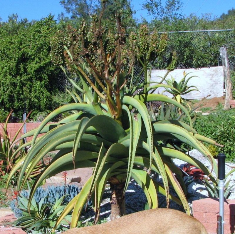 Aloe thraskii in fruit Bob.jpg
