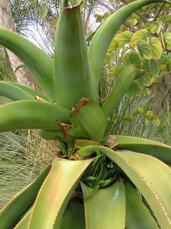 Aloe thraskii weird new growth Mankey.jpg