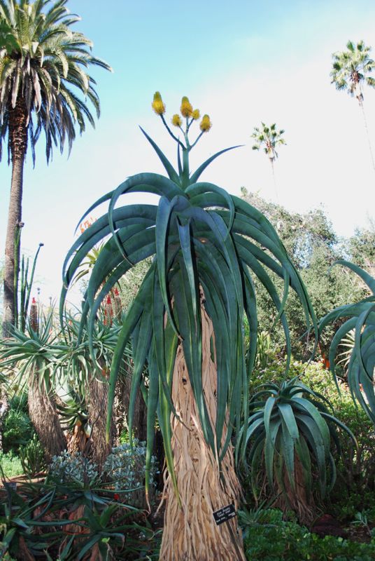 Aloe thraski flash.jpg