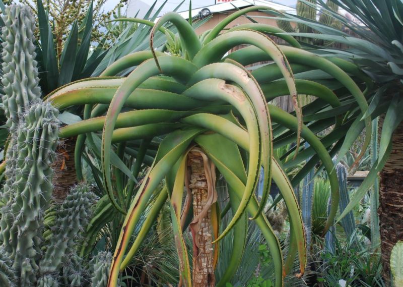 Aloe thraskii early flower CCC.jpg