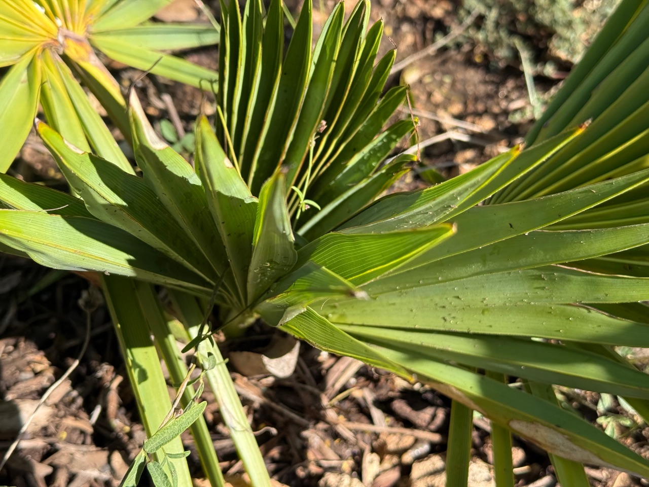 Brahea dulcis