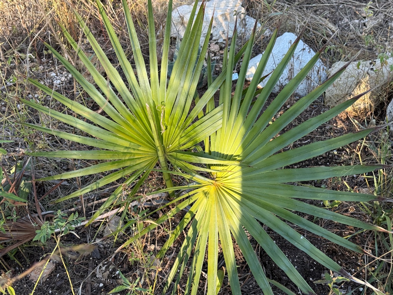 Brahea dulcis