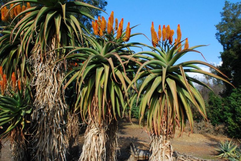 Aloe thraskiis in flowers 2.jpg