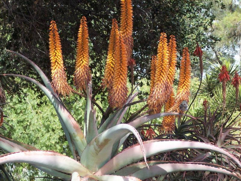 Aloe thaskii maybe flowering H.jpg