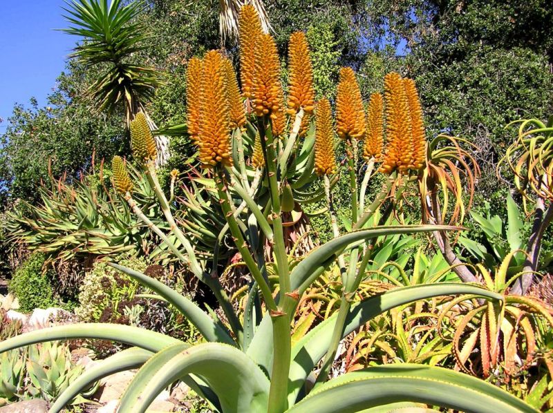 Aloe thraskii flowers Schwarz.jpg
