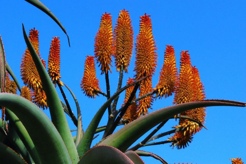 Aloe thraskii flowers more from below.jpg