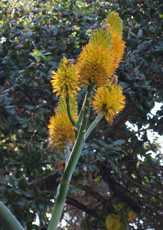 Aloe thraskii flowers closer.jpg