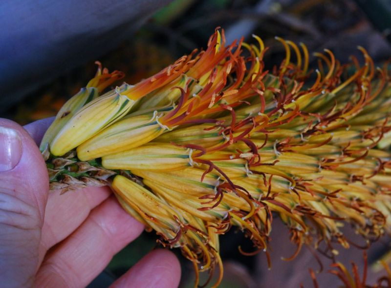 Aloe thraskii flowers close.jpg