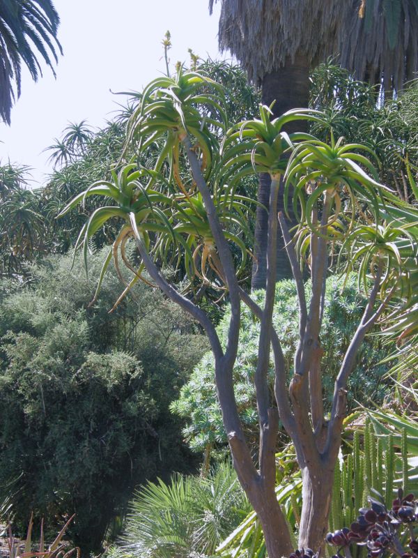 Aloe Medusa 1.jpg