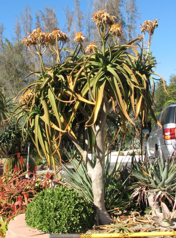 Aloe tongaensis medussa in flower Bob.jpg