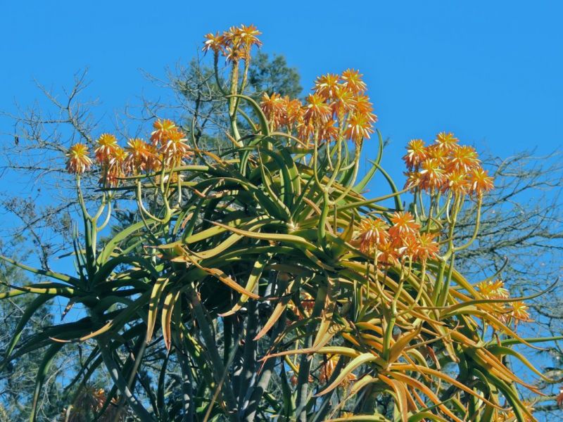 Aloe tongaensis sunset Jan H.jpg
