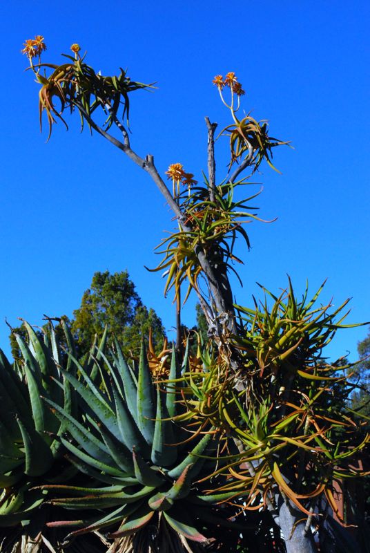 Aloe tongaensis larb in flower.jpg