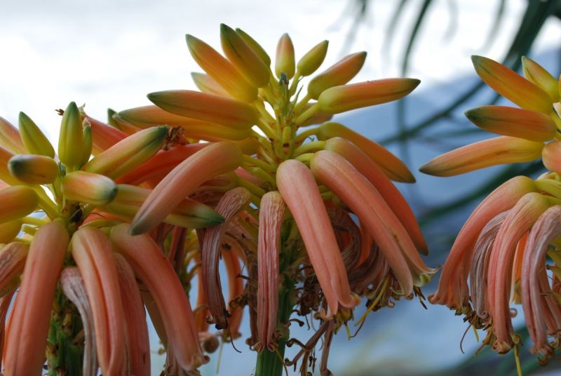 Aloe medusa flwores 4.jpg