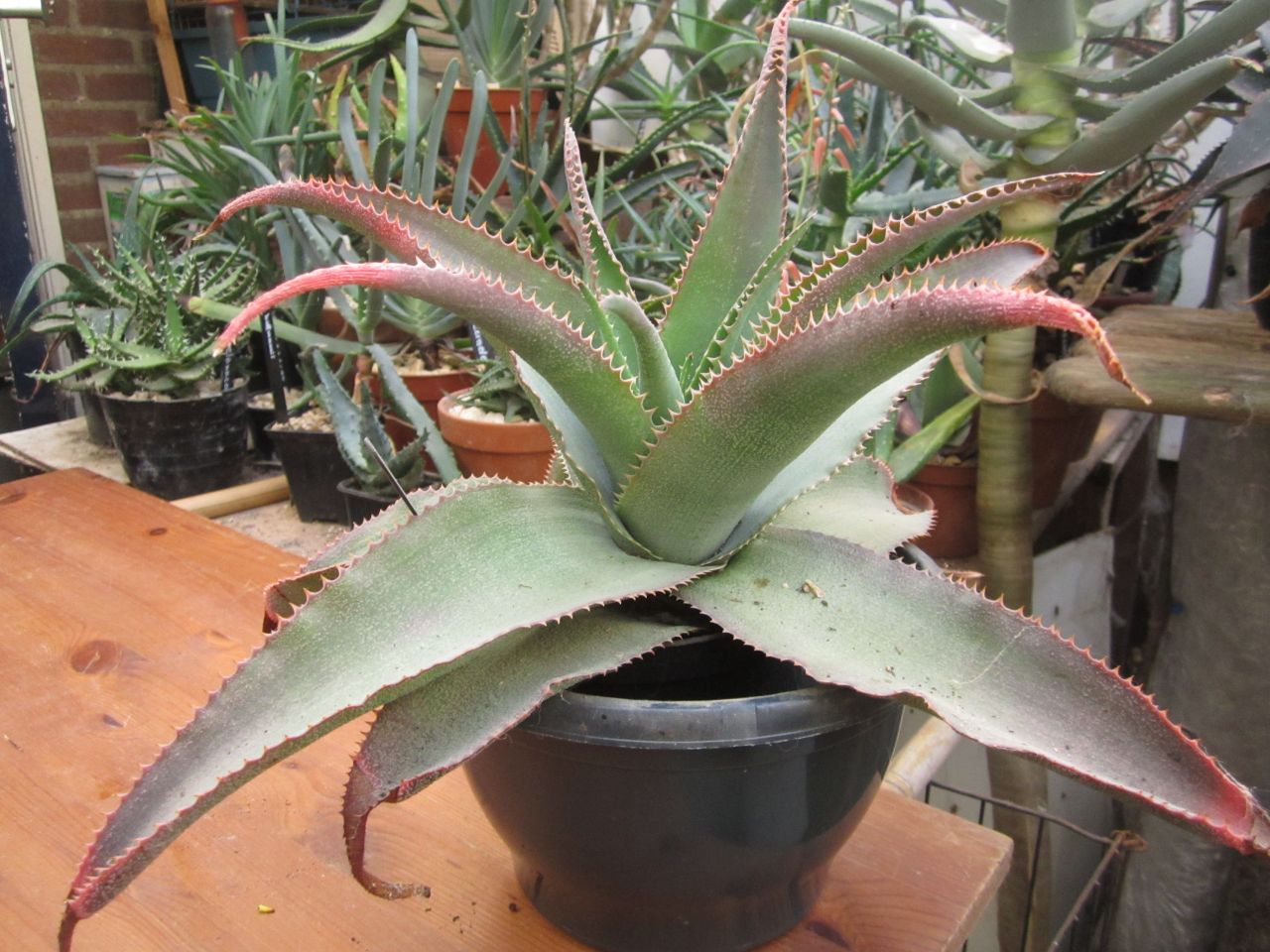 Aloe thorncroftii 2025 b 24-10 (1).JPG