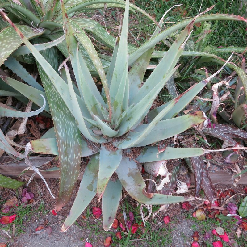 Aloe vacillans 4-12.jpg