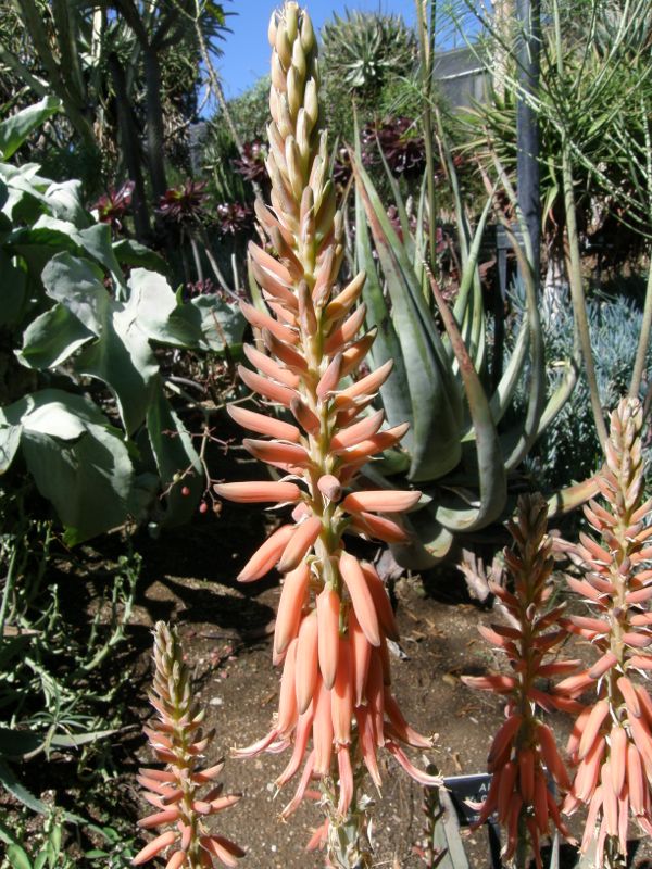 Aloe vacilans red flweor.jpg