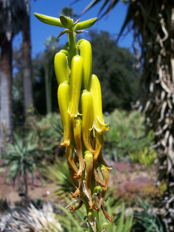 Aloe vacillans flower end Aug.jpg