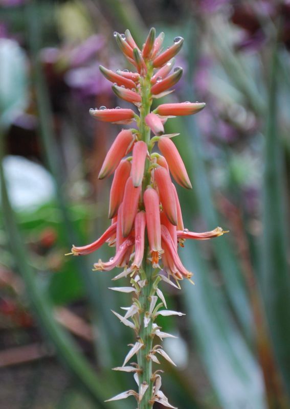Aloe vacillans flower reddish.jpg