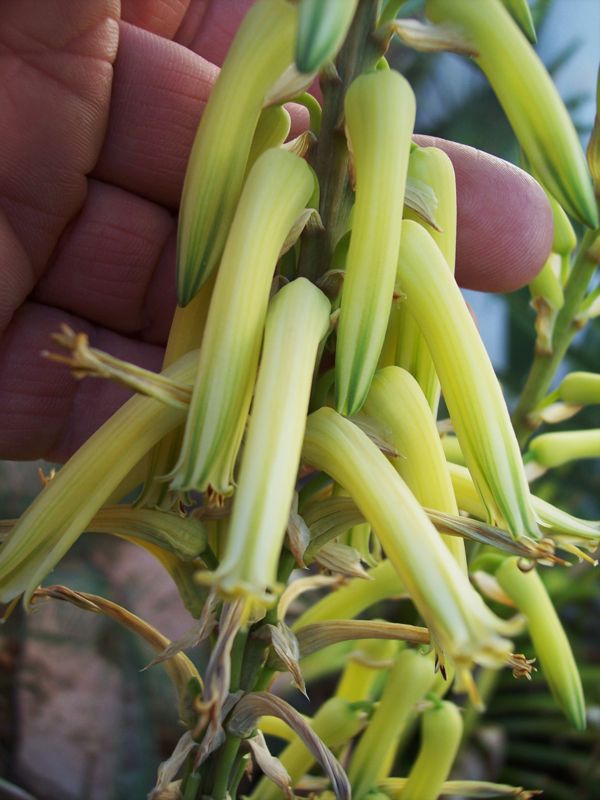 Aloe vacillans flowers closer 11-08.jpg