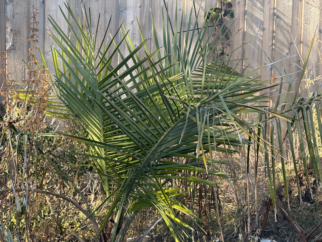 Jubaea chilensis