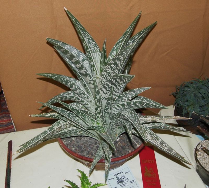 Aloe variegata CSS.jpg