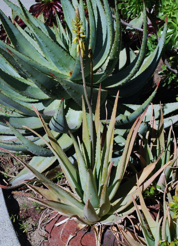 Aloe vera full sun h.jpg