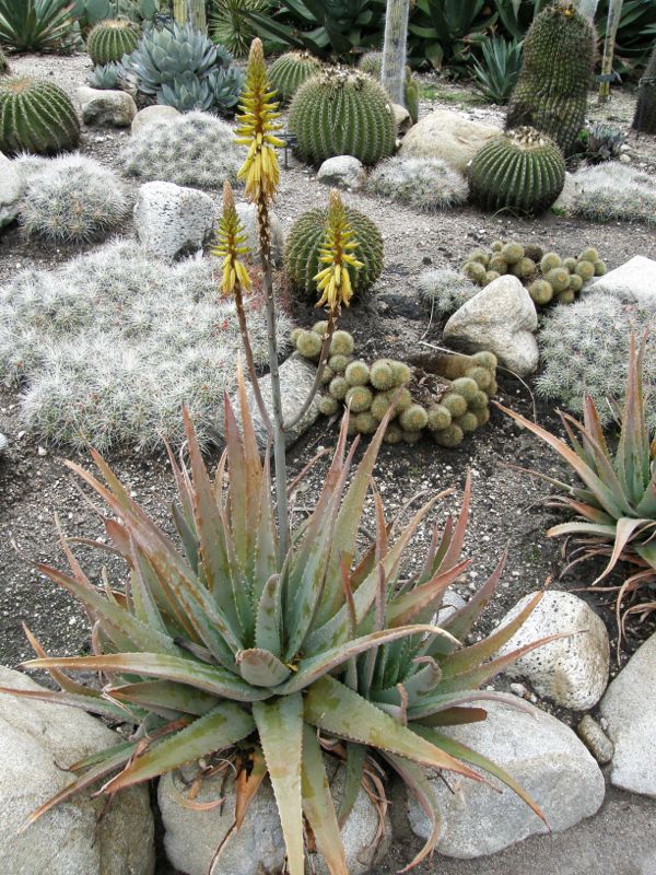 Aloe vera in flower.jpg
