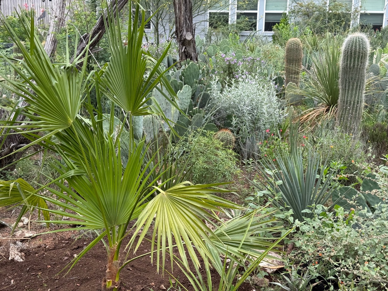 Brahea edulis