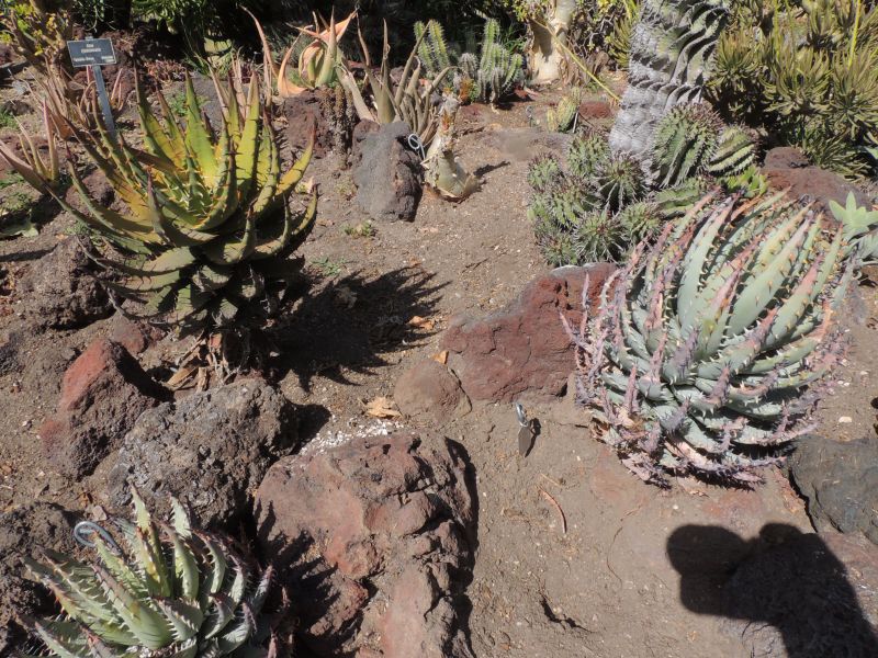 Aloe melanocantha and erinacea at H.jpg