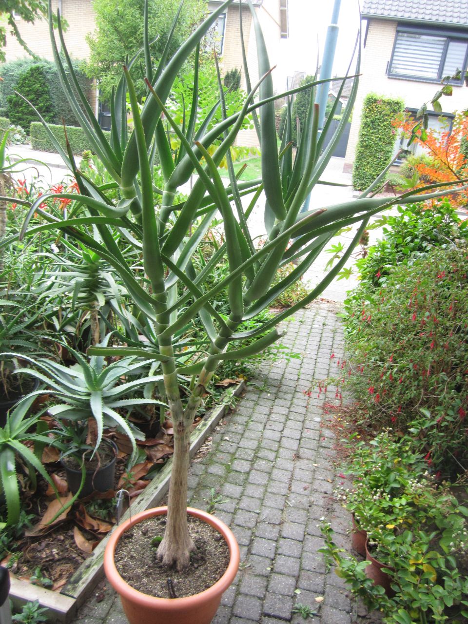 Aloidendron tongaensis 2025 a 09-10.JPG