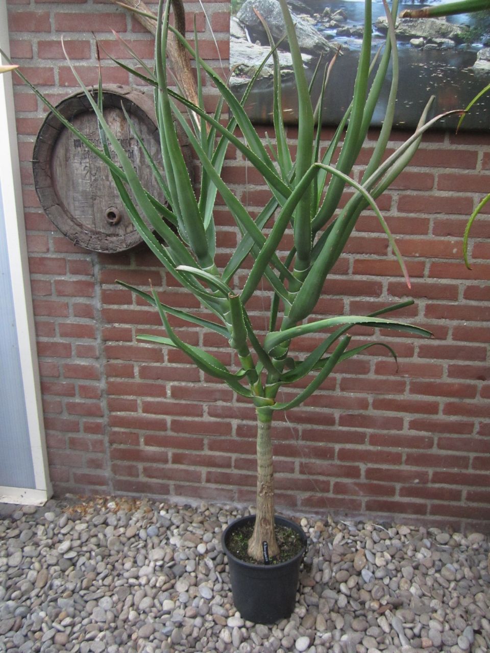 Aloidendron tongaensis 2024 a 07-10.JPG