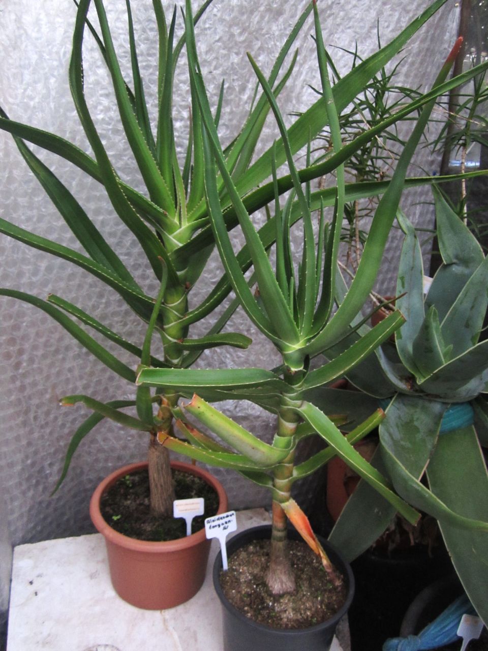 Aloidendron tongaensis 2022 b 11-10.JPG