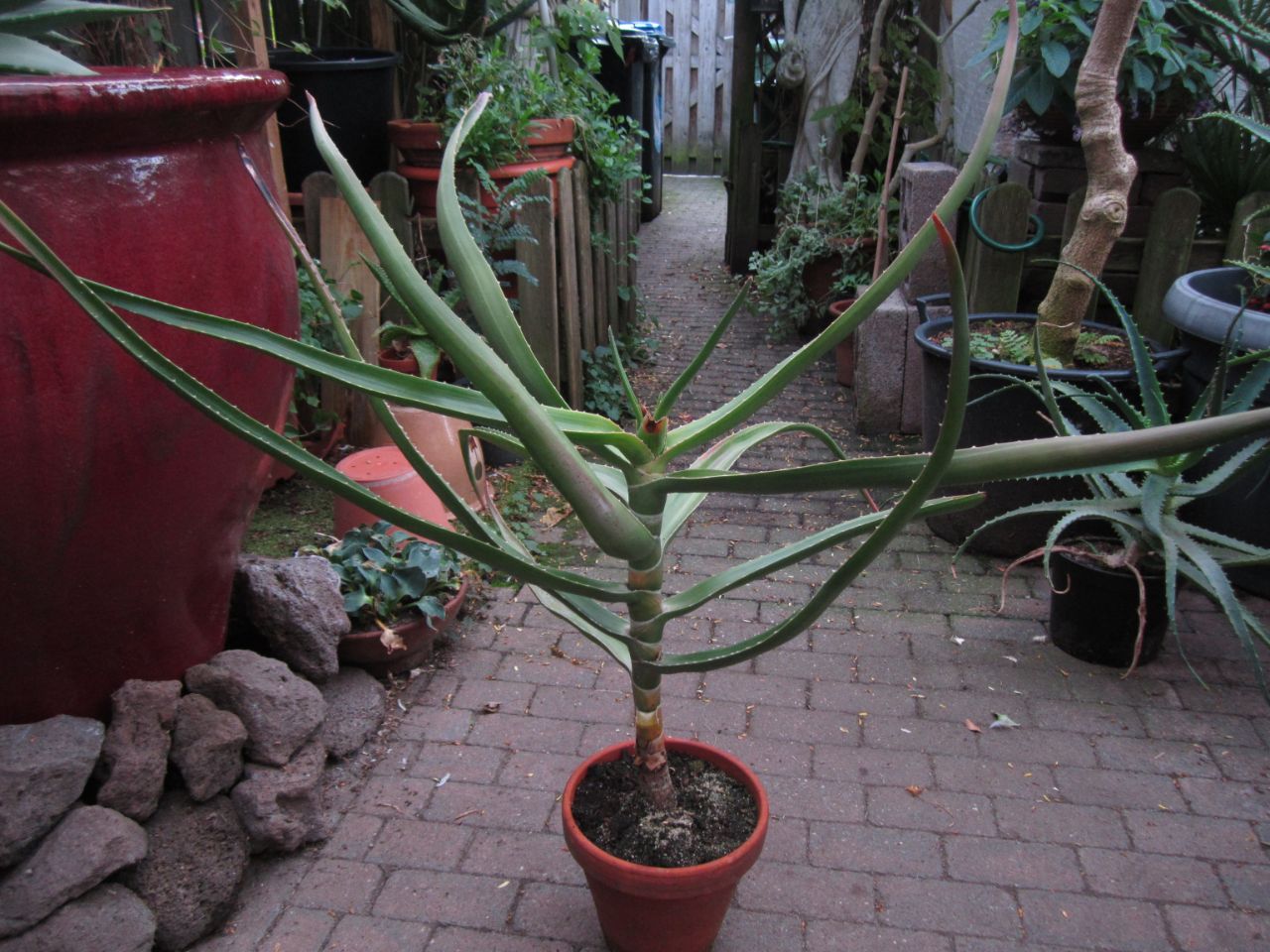 Aloidendron tongaensis 2021 - 13-10.JPG