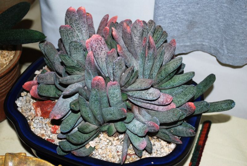 Gasteria baylissiana.jpg