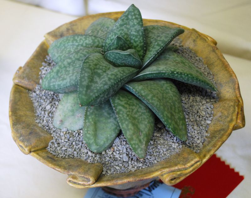 Gasteria vlokii CSSC intercity.JPG